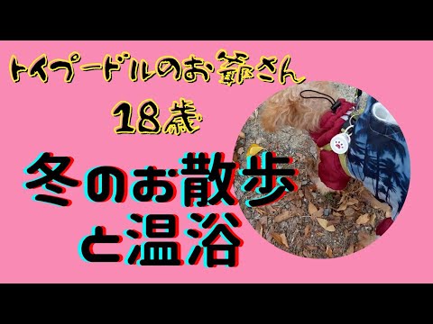 【老犬トイプードル冬の散歩と温浴】お陰様で18歳７ヶ月になりました！の巻 toy poodle 18years old