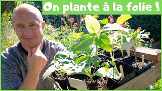 Plantation des tomates & cultures d'été - Limaces (suite) - Pucerons