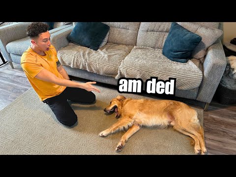 I Taught My Dog The BANG Trick