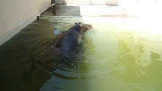 姫路市立動物園　カバのキボコ、潜水する　Hippo Kiboko@HimejiCityZoo  Hyogo-pref,Japan