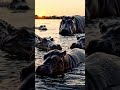 POV: Day 3 of life and you’re already fighting crocodiles 🐊Hippo moms don’t play #Viral #shortsfeed