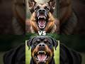 German Shepherd Vs Rottweiler Doberman Pinscher Vs PitbullBoxer Vs Bulldog