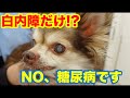 犬の糖尿病