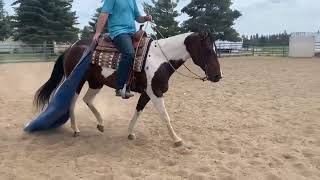 Apha Mare For Sale Bar Link Tootsie Tramp