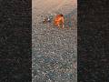 #missing #puppy #love #healing #pets #irishsetter