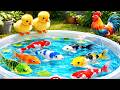 Un-boxing a variety of colorful aquarium fish,koi,glow-in-the-dark fish,betta fish#viralvideos#viral