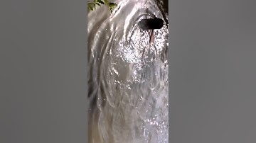 Bắt Cá tại Đầm Dơi Cà Mau 1