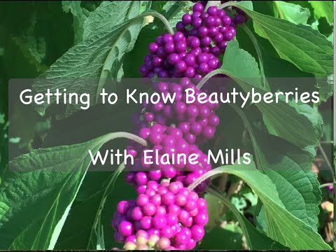 Video: Info Semak Beautyberry - Tips Menumbuhkan American Beautyberry
