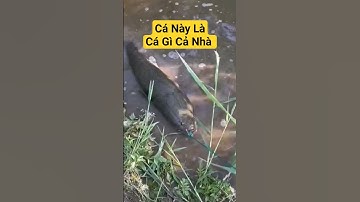 Cá U Minh Thượng