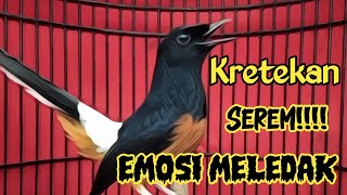 KRETEKAN DAN KICAUAN MURAI BATU GACOR, SEKALI DENGAR MURAI LAIN APAPUN LANGSUNG EMOSI