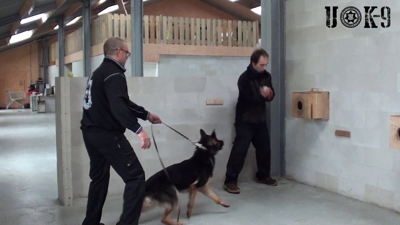 Introducción al entrenamiento de perros con aroma