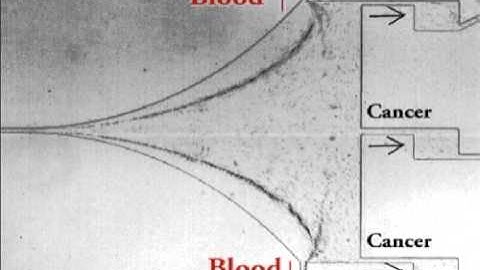 Deformability-based cell classification and enrichment using inertial microfluidics S1