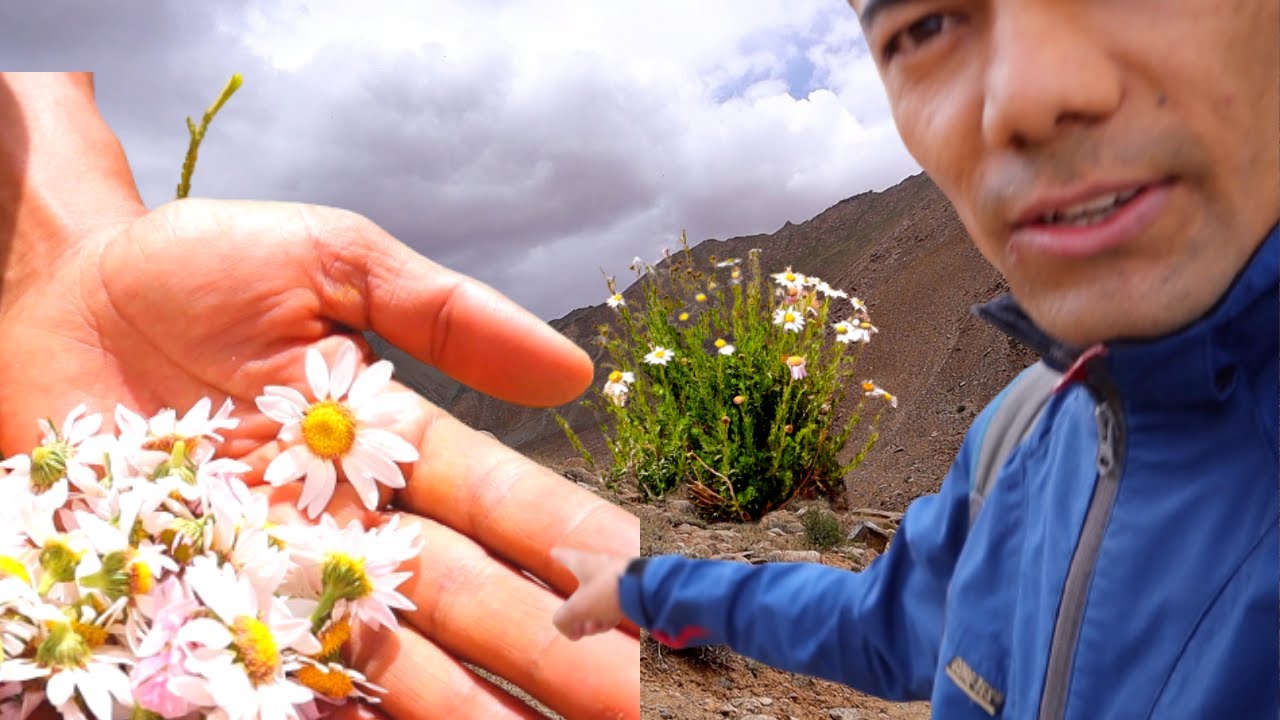 How to make Organic Chamomile tea || Herbal Tea || Ladakhi Kitchen with Health Coach Stanzin Gurmat