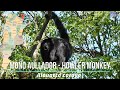 @biodiversidadargentina MONO CARAYA Alouatta caraya Black Howler Monkey #monkey #wildlife #caraya