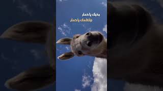 [ARABMUSIC] Saed El Soghayar - Bahebak Ya Hmar / سعد الصغير - بحبك يا حمار