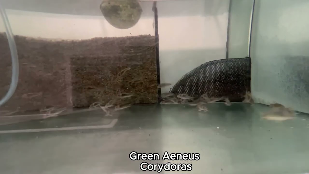 💚 Green Aeneus Corydora – Peaceful Cleanup Crew Essential! | SourceAquatics.com