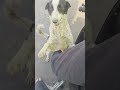 inko mat maro karo #pawsn #trending #pawsn #pets #petshub #funny #love