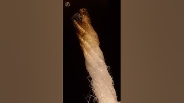 ASMR Candle wick close up view macro #short #satisfying #closeup #asmrsounds #macro