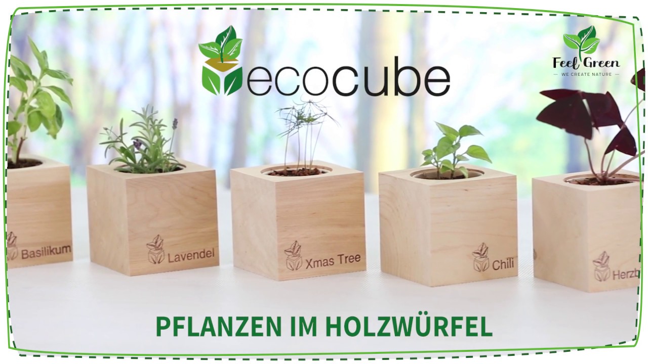 Ecocube Weihnachtsbaum - Pflanzen im Holzwürfel