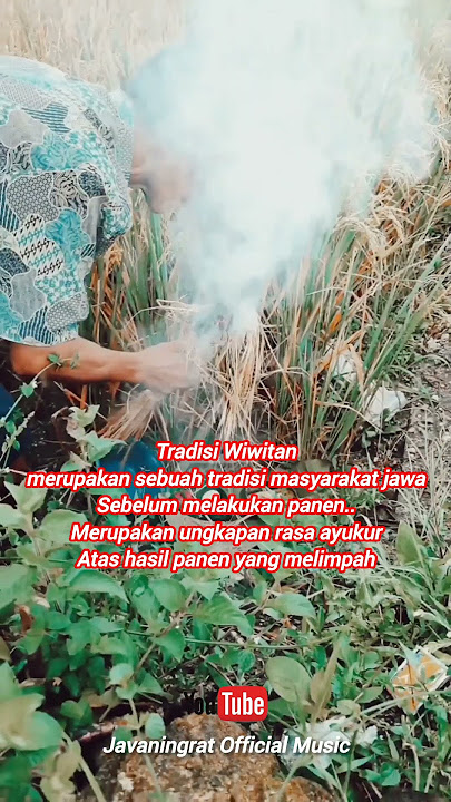Tradisi Wiwitan #trending #shortvideo #budayajawa #lagujawa #fyp #storyjowo