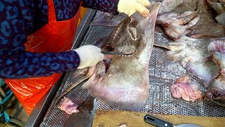 항암효능과 관절염에 좋은 홍어애 (간) , 홍어회 손질  / Amazing Skating dismantling, skating sashimi / Korean street food