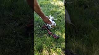 ruby 6 wks