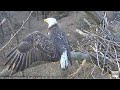 National Arboretum Eagle Cam - Yoga And Fish