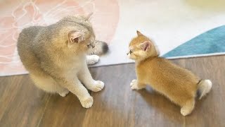 A cute kitten playfully provokes his mother cat and attacks her, only to get hit back