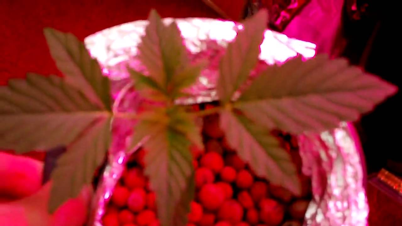 Lowryder 90w Ufo LED Grow Day 18 ( Buddha Seed Bank - Deimos )