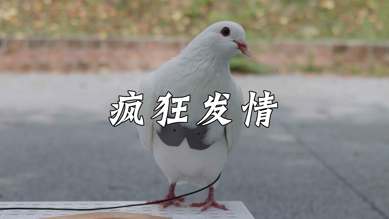 猛鸽来袭，当街猛扑求爱，这谁顶得住？