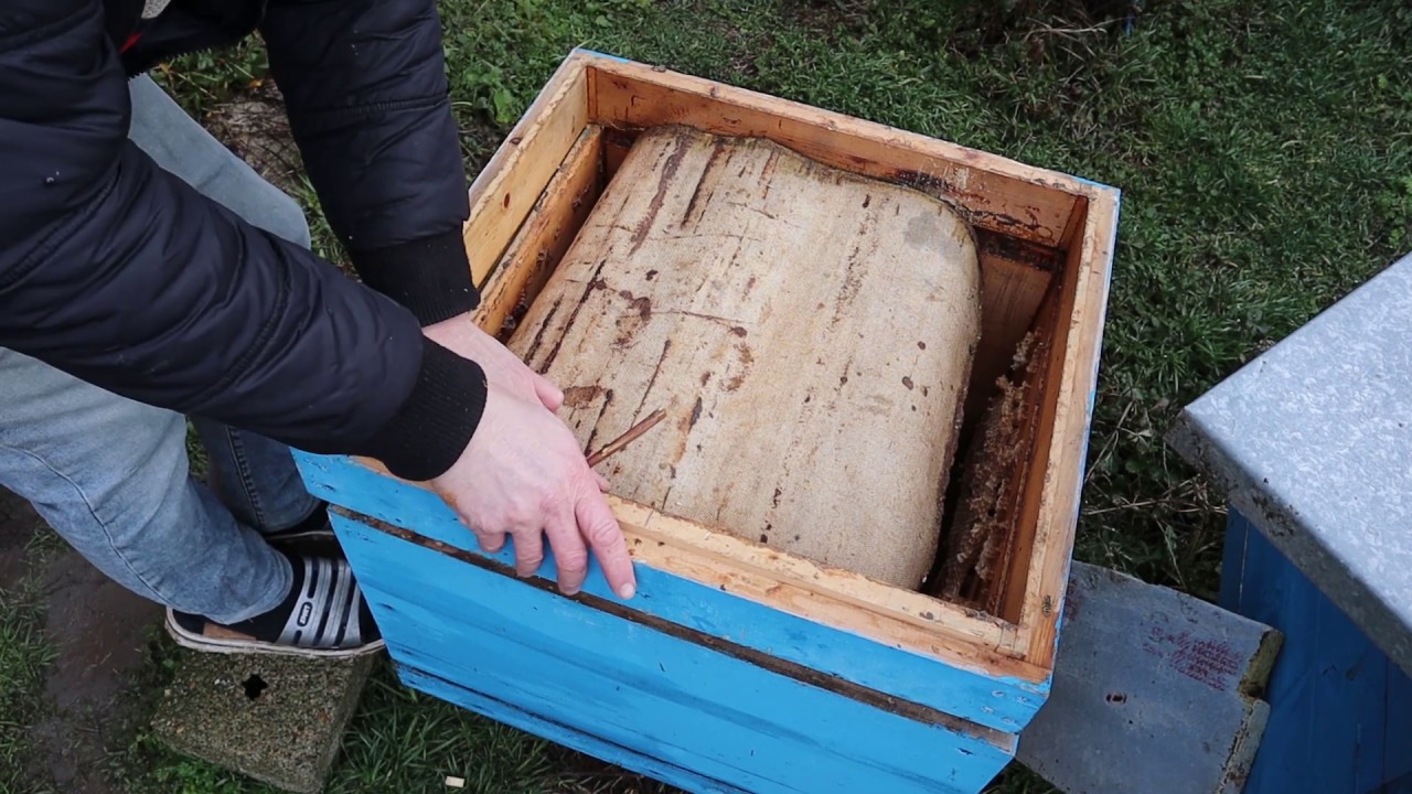 7 02 20 20  г  Начала ли матка сеять, а впереди морозы, что делать?