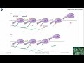 Eukaryotic transcription