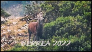 Comienza la BERREA 2022 en Asturias
