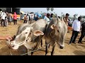 10 05 2024 kuntharapalli cowmarket