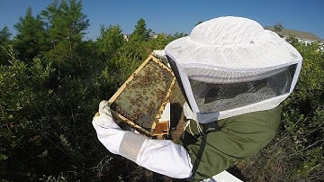 First year beekeeping: Week 17 inspection (timewarp) #colesfarmnc #beekeeping #honeybee