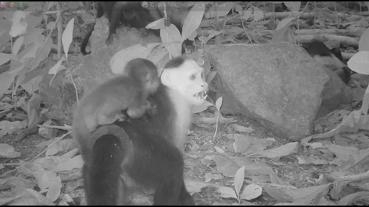 Capuchin monkeys are abducting baby howlers. But why?