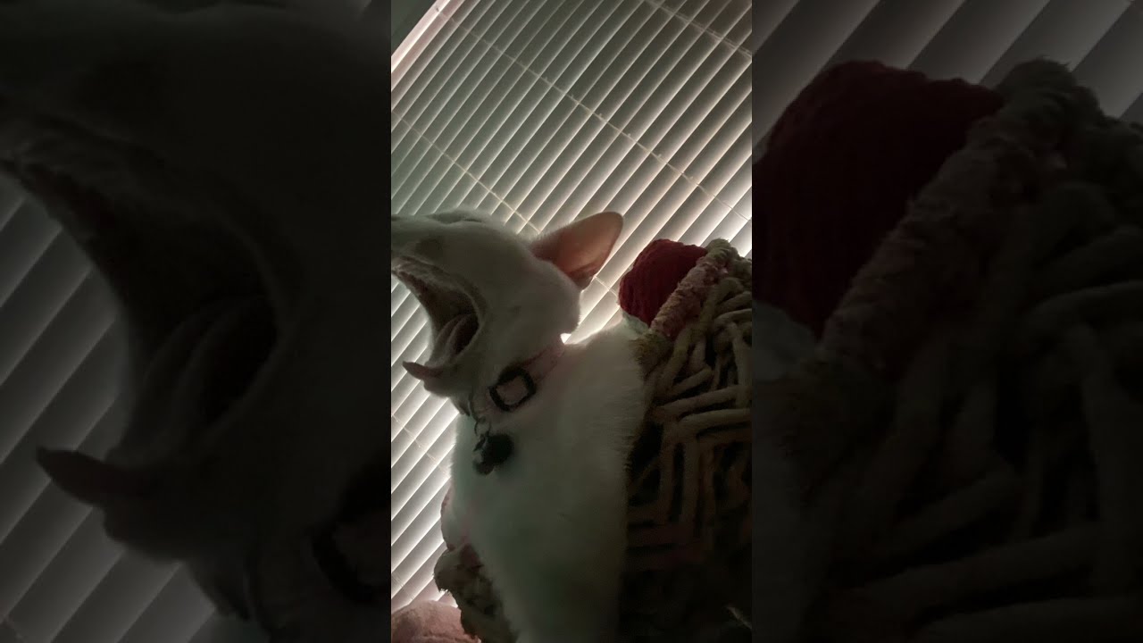 My Cat Screaming Bloody Murder