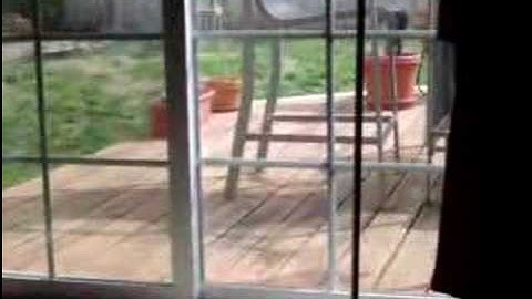 Angry territorial female cardinal attacks her reflection