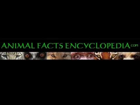 Animal Facts Encyclopedia -Their World