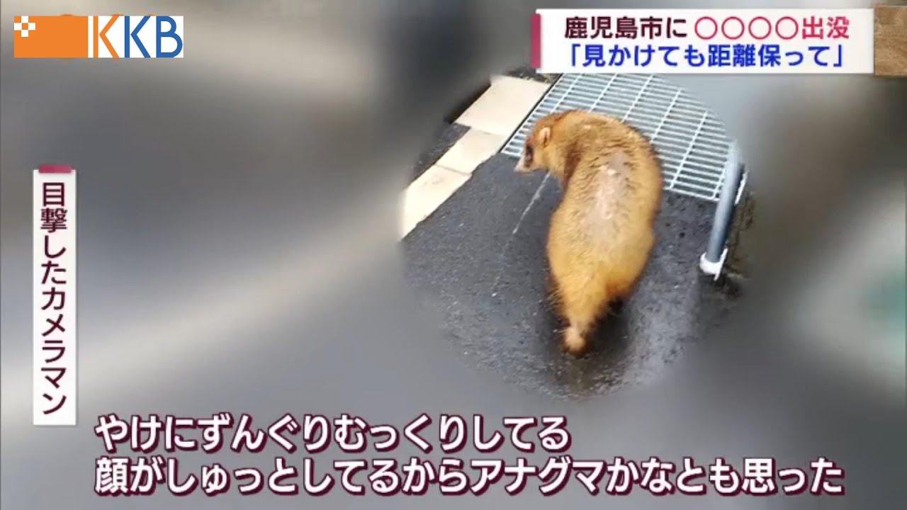アナグマ出没 鹿児島市与次郎に出没の生きもの正体は 動物園に聞く 見かけても距離保って Jチャン 特集 4月25日 月 放送 Youtube