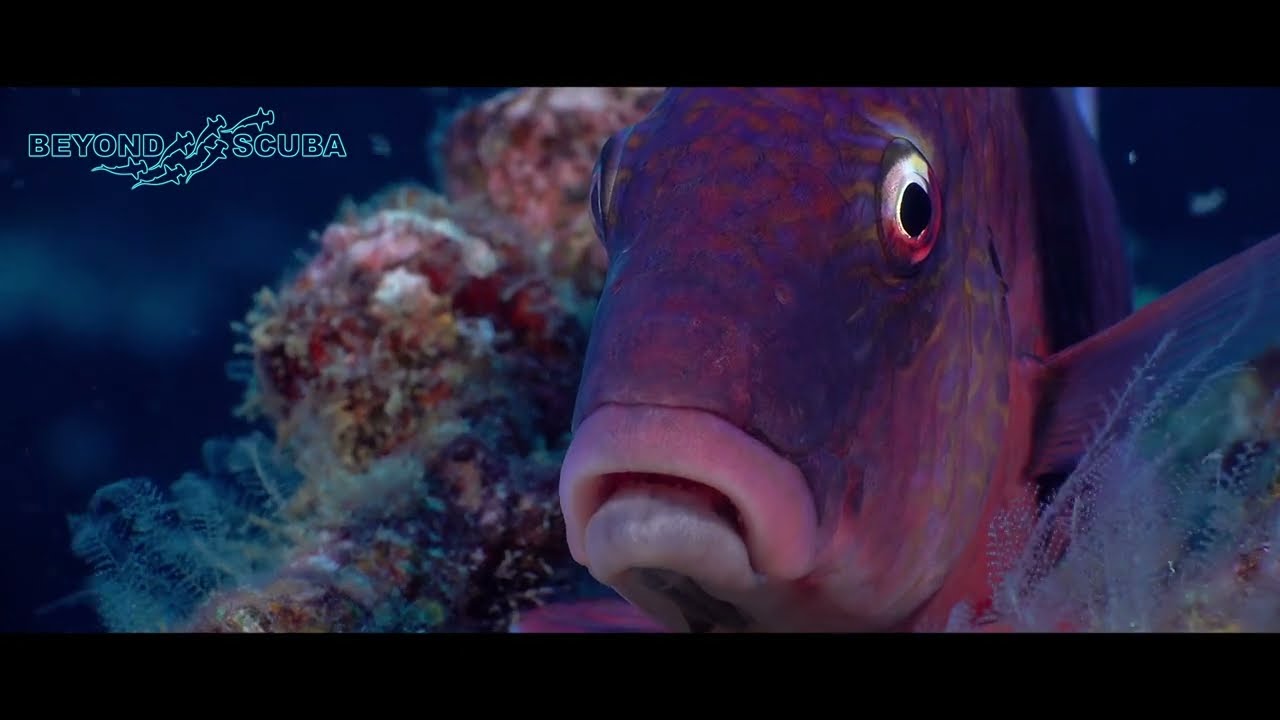 The colours of the Indian Doublebar Goatfish (Parupeneus trifasciatus)