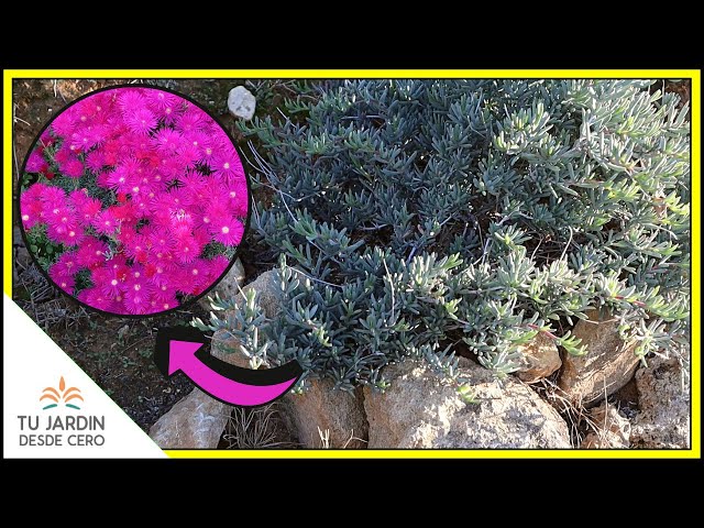 CUIDADOS del Lampranthus o Rayito de Sol 🔶 [Lampranthus multiradiatus] 🔶 Un arbusto de hojas crasas class=