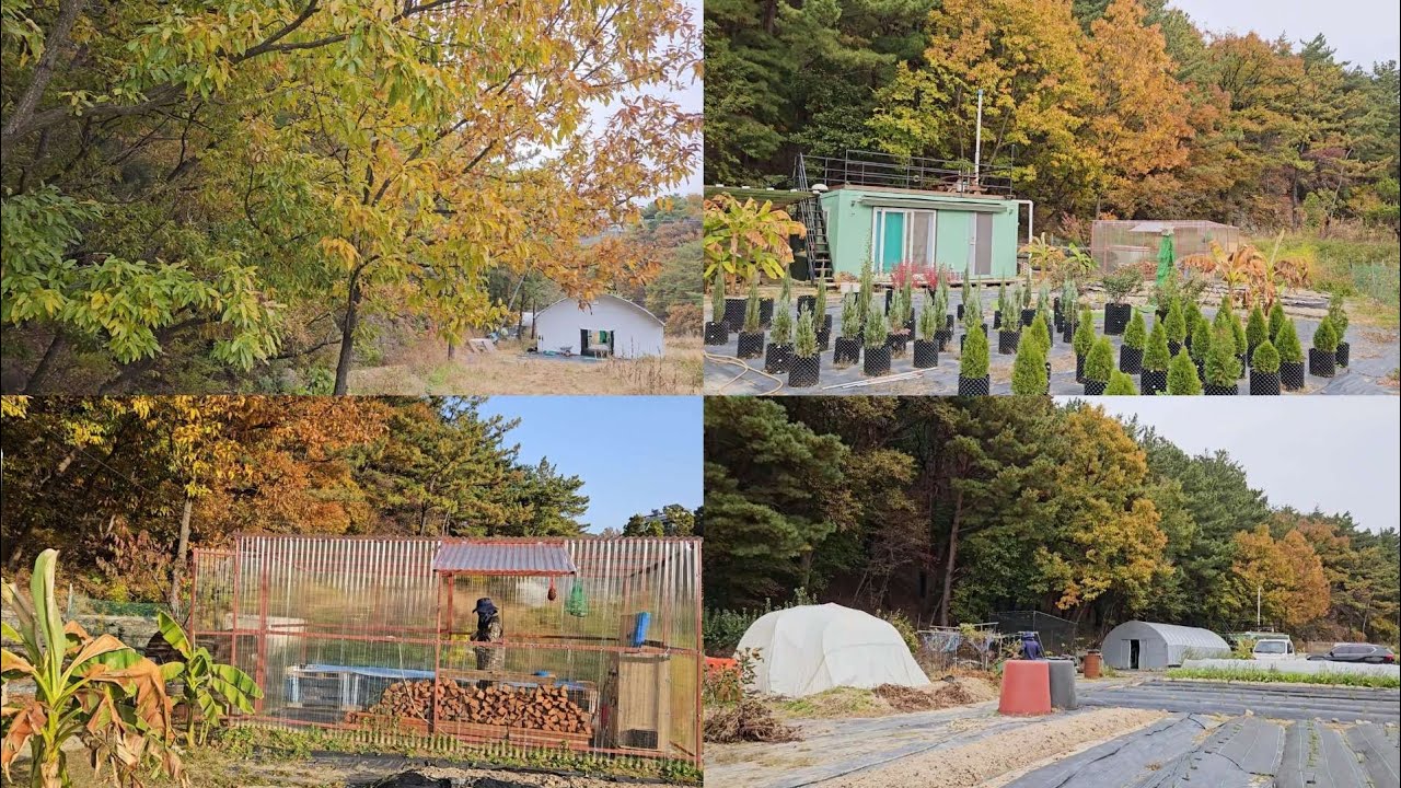 40. 🏡 가을의 5도2촌은 바쁜듯 안바쁜듯 😅#토란수확 #생강수확 #당근수확 #텃밭정리