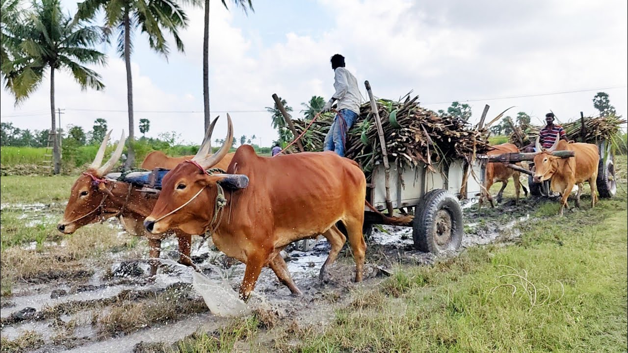 New Young Bullock Cart Deep Mud Stuck | Indian Young Bullock Pulling