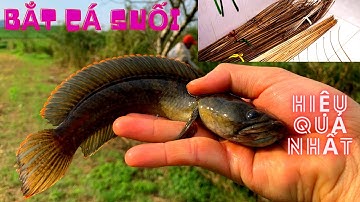 Bắt Cá Suối Đơn Giản Và Hiệu Quả Nhất | Dã Thực