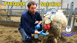 Sheep Prolapse - Simple Solution
