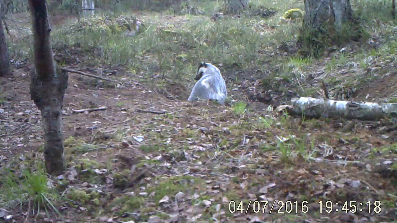 Āpsis (Meles meles) savā nodabā tīrās, kasās un blusojās