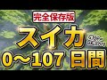 【完全保存版】スイカ栽培！0~107日間【土づくり👉収穫まで】失敗しないポイントを一気に紹介！