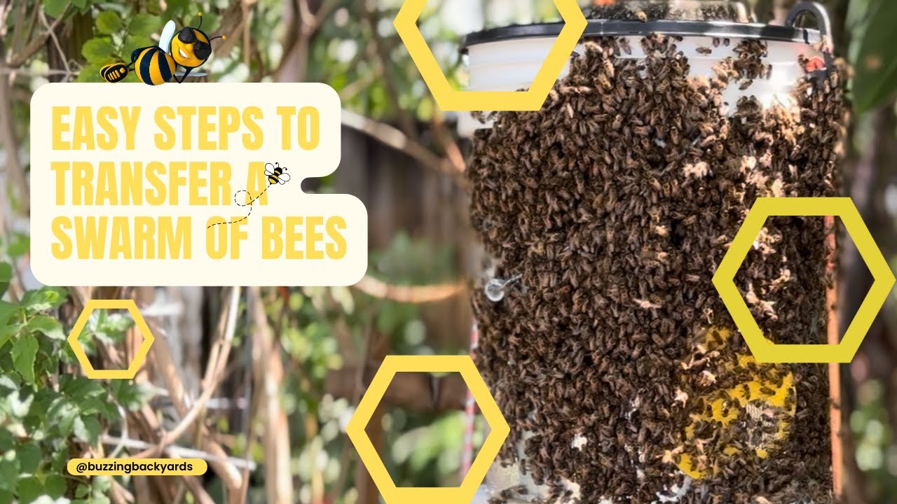 Easy steps to transfer a swarm of bees - From bucket to hive box #bees ...