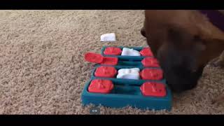 Juego de entrenamiento de la memoria para perros, reseñas. screenshot 2